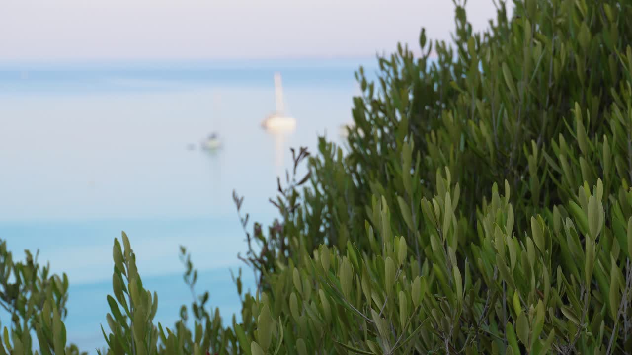 바다가 내려다보이는 절벽에서 자라는 야생 올리브 나무 가지