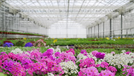 Multicolored-primroses-bloom-in-greenhouse,-medium-slider-shot