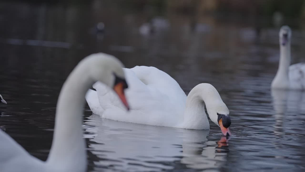 Pond life scenery of elegant swans floating across the water