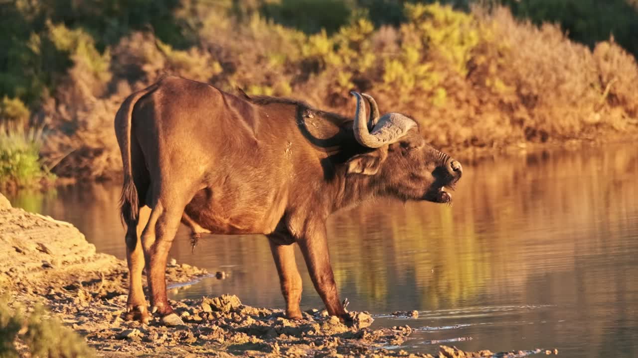 un búfalo solitario en un pozo de agua en la hora dorada