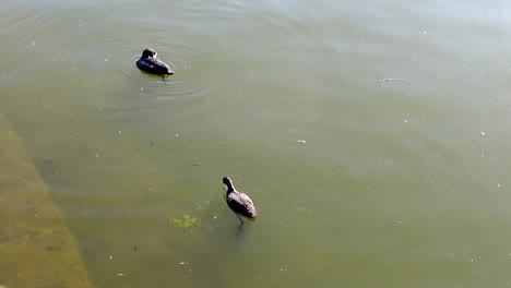 Coot-diving-for-food-in-the-Aasee,-Munster,-Germany