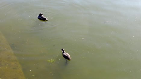 coot diving for food in the aasee, munster, germany