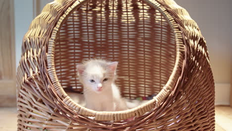 cute sleepy kitten sitting in rattan basket, close-up frontal view