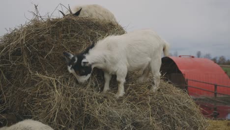 Adorable-white-goats-on-hay-feeding--Close-up