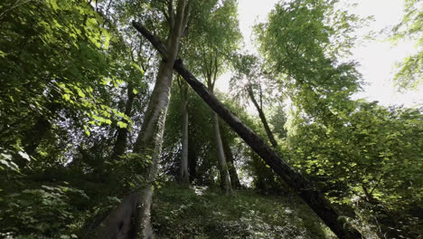 Ein-Britischer-Landschaftspark