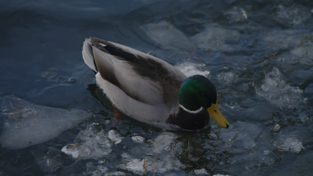 겨울 호수에 떠 있는 얼음으로 차가운 물에서 물을 마시고 수영하는 수컷 청둥오리 오리