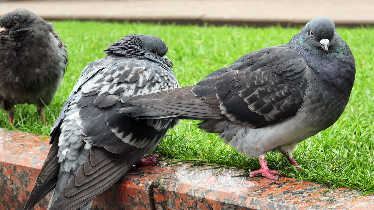 Holubi stojící na trávě v parku. Tři holubi se shromáždili na travnaté ploše poblíž kamenného okraje v parku během dne.