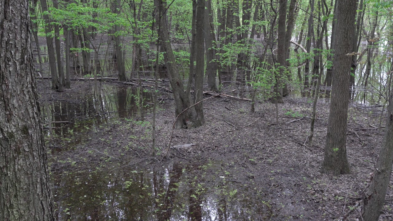 You can see trees growing in a wetland area, featuring both open water and soggy ground—a truly striking contrast.