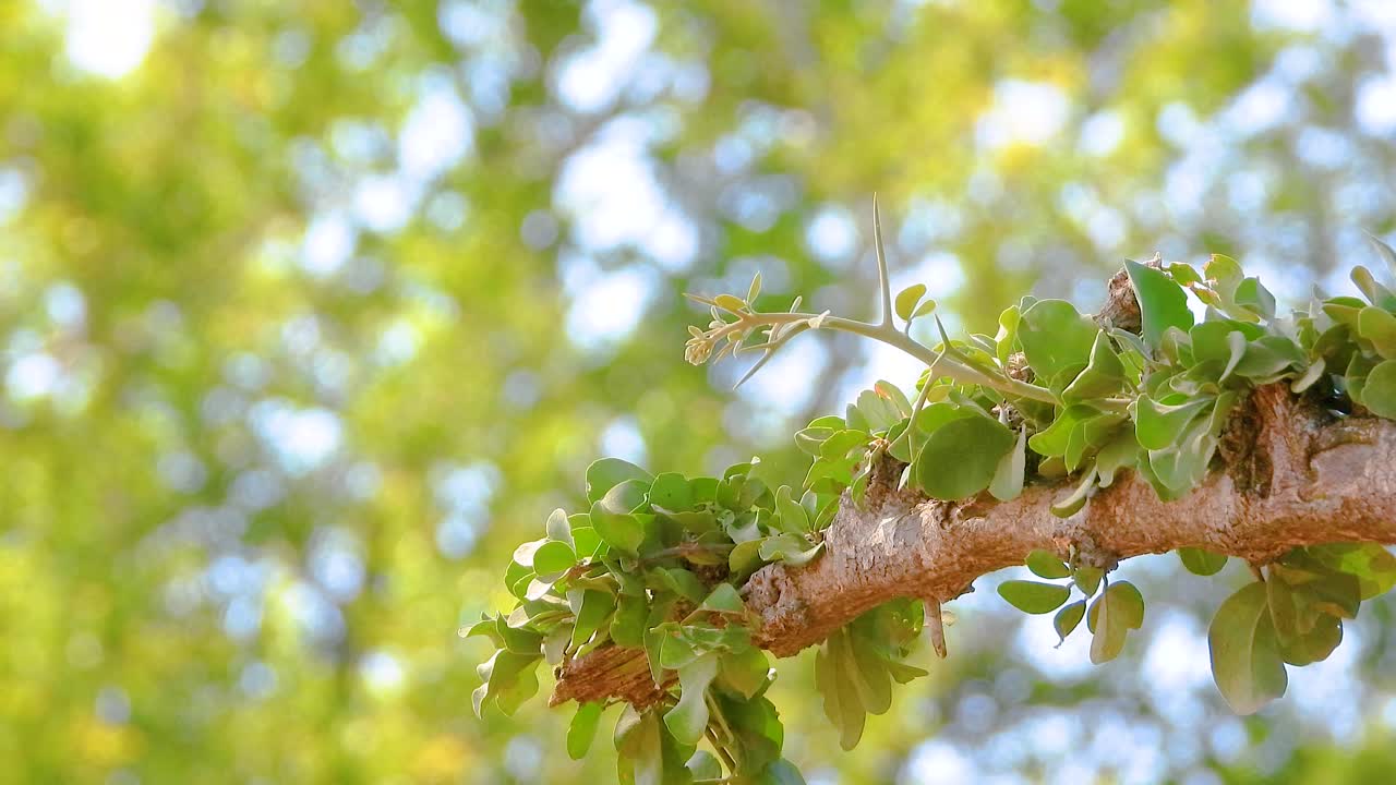 Greater blue-eared starling bird standing on a bough, Kruger National Park, South Africa