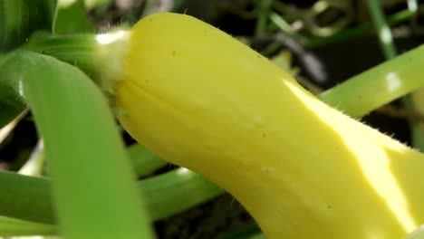 fresh and organic yellow summer squash in the field