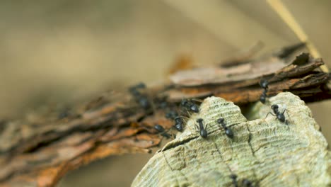 Silky-ants-move-on-the-nest,-anthill-with-silky-ants-in-spring,-work-and-life-of-ants-in-an-anthill,-sunny-day,-closeup-macro-shot,-shallow-depth-of-field