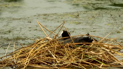 Water-Chicken-bird-sitting-on-her-Nest-in-the-middle-of-a-Dam