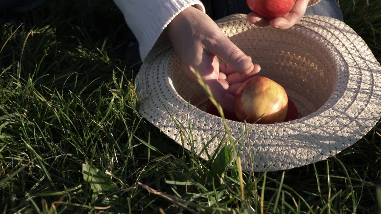 mujer poniendo manzanas rojas maduras en un sombrero de paja plano medio