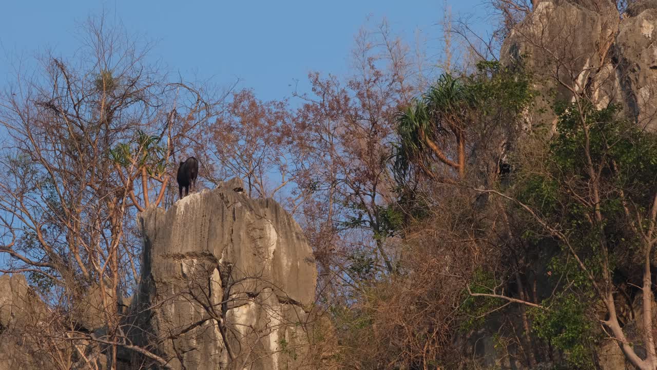visto desde su espalda mientras está de pie en una roca de piedra caliza cuando un perro negro llega para enfrentarse al serow, mailand serow capricornis sumatraensis maritimus, tailandia