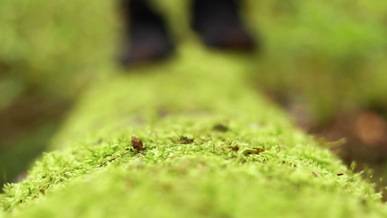 imagen macro apretada de los pies de una mujer caminando sobre un tronco cubierto de musgo en un hermoso día de primavera
