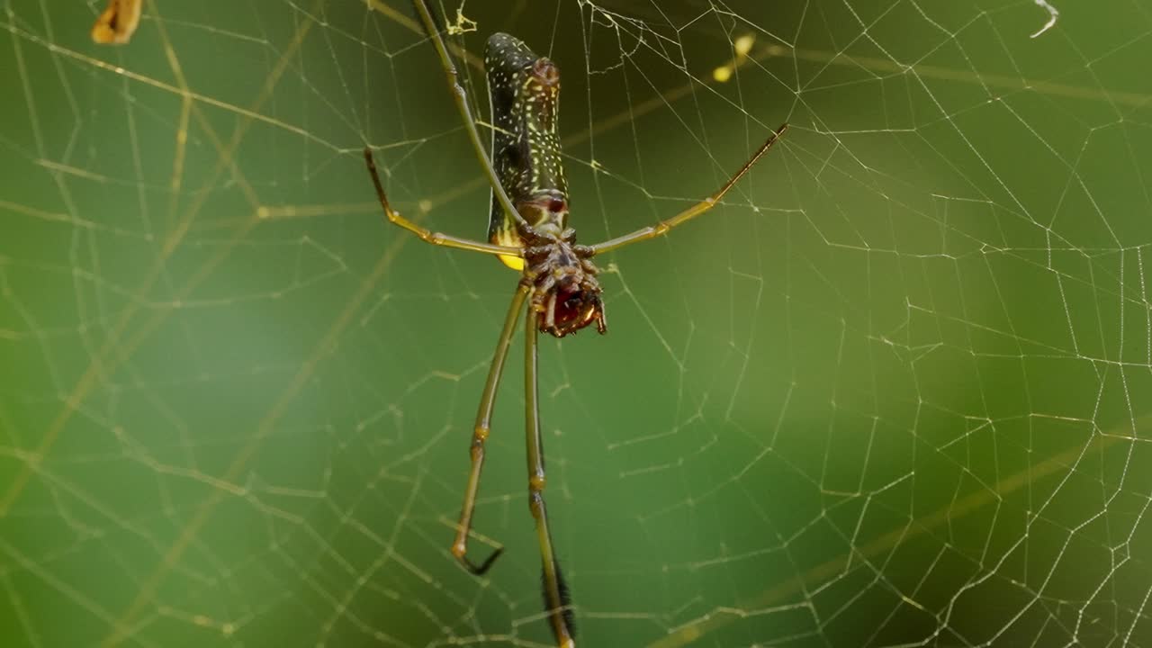 A golden silk orbweaver spider in her web at Tambopata Nature Reserve, Peru