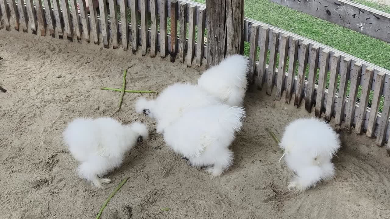 Fluffy White Baby Chickens in a Pen