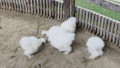 fluffy white baby chickens in a pen
