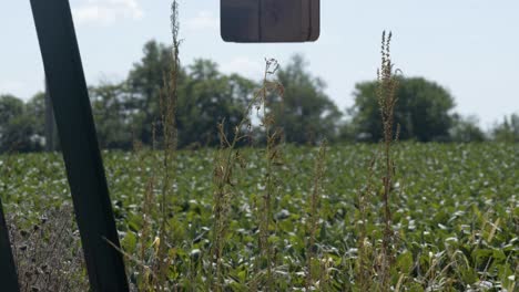 Cerca-De-Un-Gato-De-Aceite-Bombeando-En-Una-Granja-Del-Medio-Oeste-En-Casey,-Illinois,-Estados-Unidos