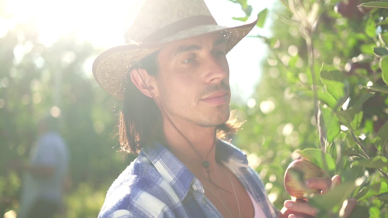 Young man harvesting apples in a sunny orchard