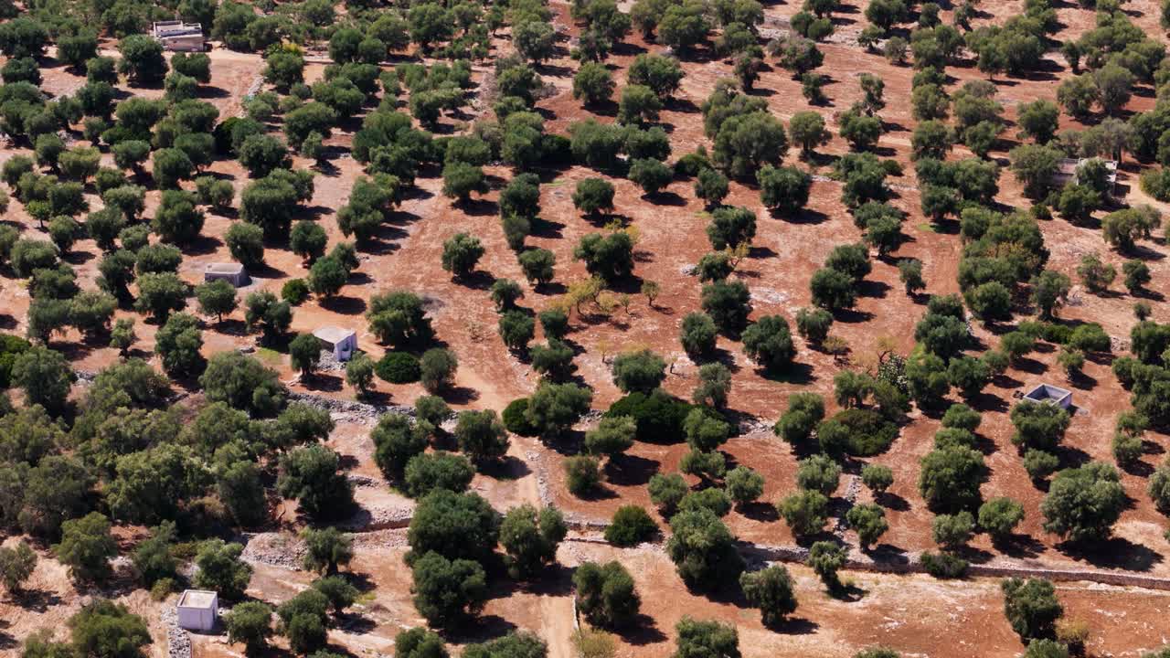 Green olive trees and sandy landscape in Southern Italy, aerial view