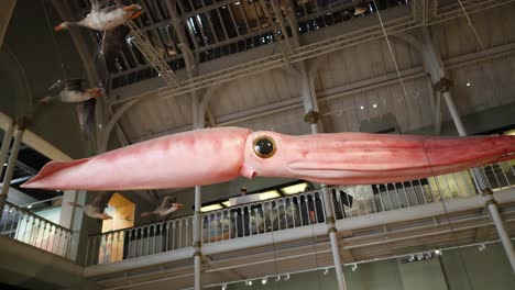 giant squid model displayed in museum setting