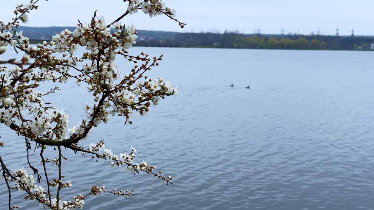 Cherry tree branch in white blossom. Close up. Calm river with two duckling swimming on at backdrop.
