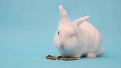 the white rabbit eats food with pleasure. white easter bunny on a blue