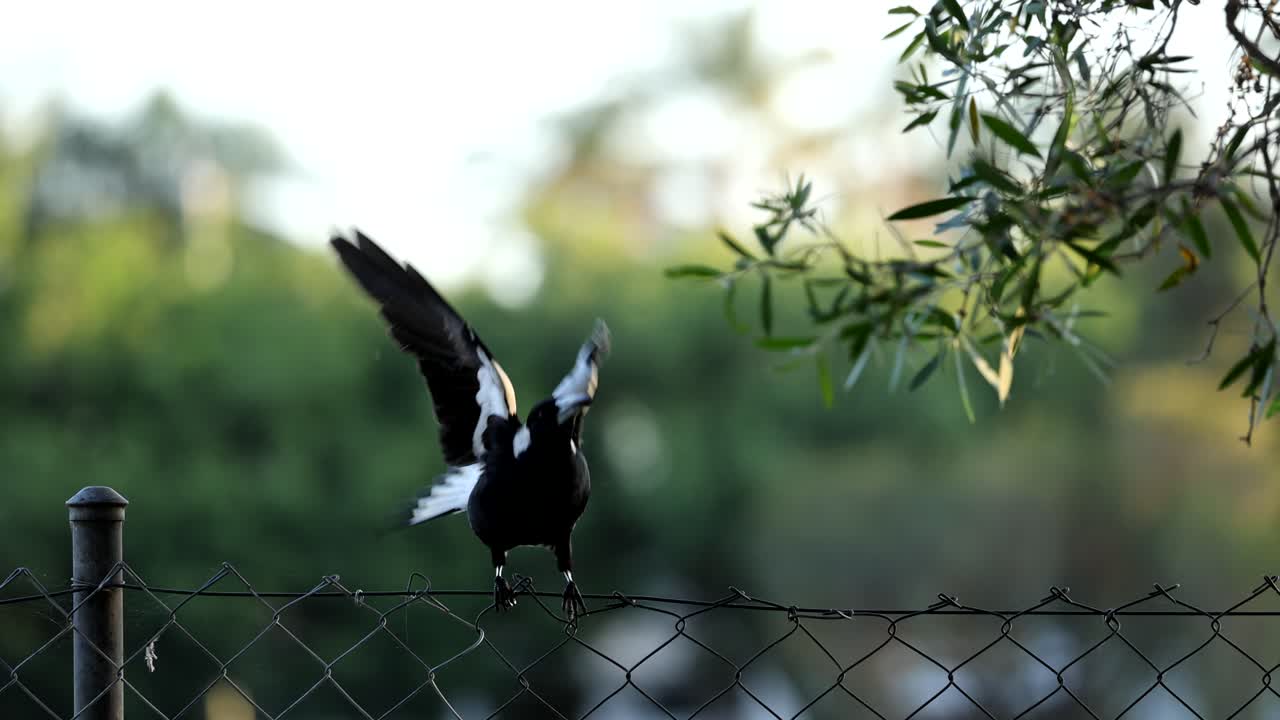 магпи сидит и размахивает крыльями на заборе.
