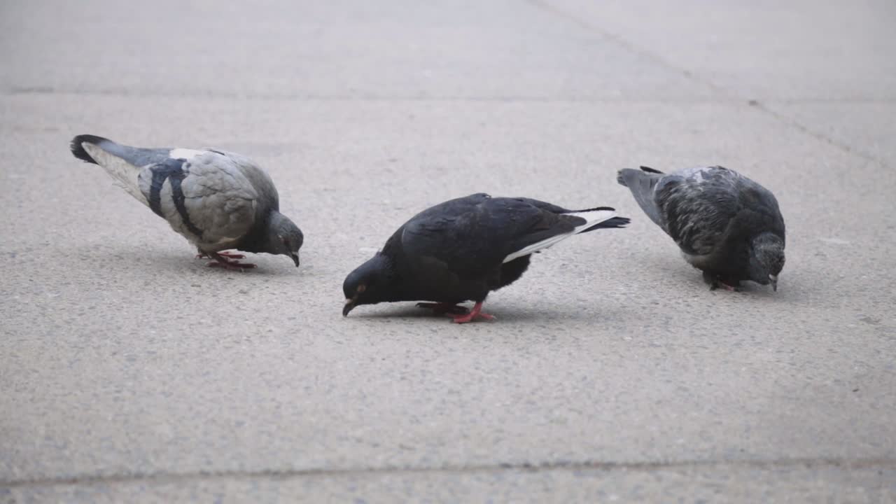 Pigeons Pecking Food, Seeds On The Textured Pavement On The Street. - close up shot
