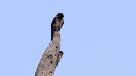 El-Falconet-De-Muslo-Negro-Es-Una-De-Las-Aves-Rapaces-Más-Pequeñas-Que-Se-Encuentran-En-Los-Bosques-De-Algunos-Países-De-Asia