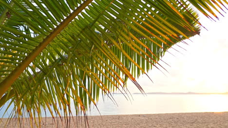 palm branch close-up view and calm tranquil islands beach at golden sunset