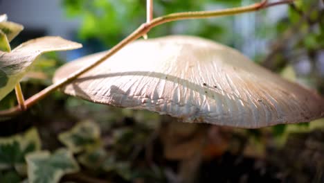 close-up of a large mushroom growing on an ivy plant