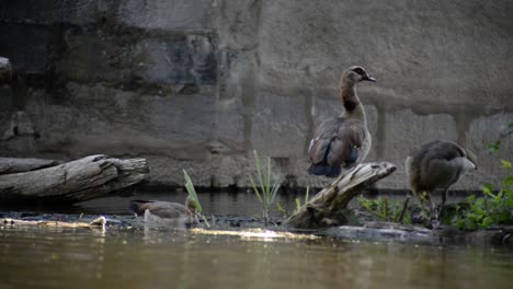 Ducks-and-geese-eating-algae-and-other-plants-in-the-shallow-river-water-underneath-the-old-lahn-bridge-in-Wetzlar,-Germany