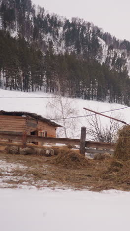 sheep barn with wooden fence and haystacks seen from window. sheep eat dried grass near shed in small village on snowy slopes of highland on winter day