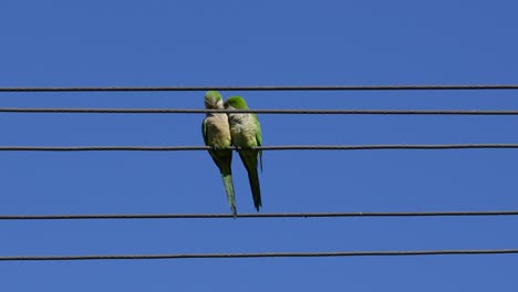 un par de loros verdes sentados en la línea eléctrica y limpiándose el uno al otro