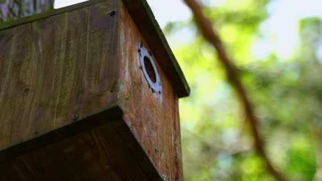 tit-flies-with-food-in-its-mouth-into-the-aviary-to-the-chicks-and-feeds-them