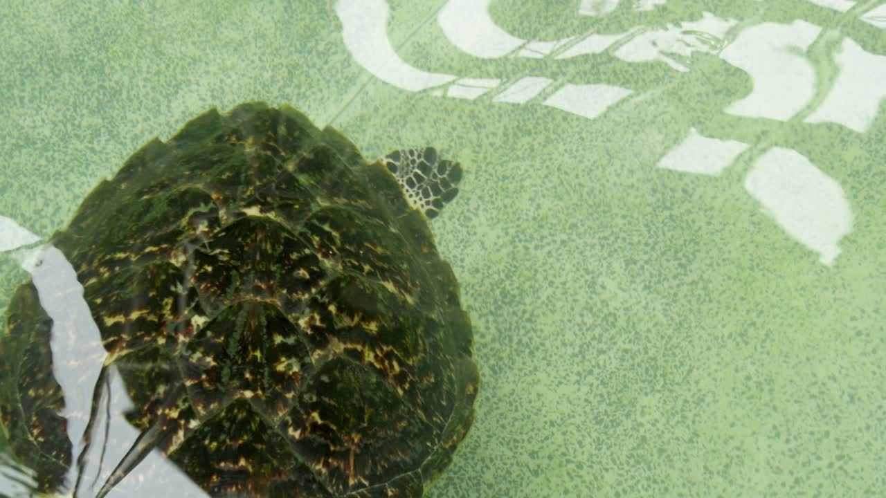 A serene sea turtle glides gracefully beneath the water surface showcasing ocean beauty and wildlife.