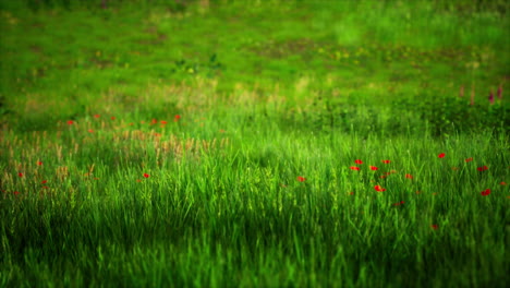 Green-Grass-Landscape-with-Hills-and-Blue-Sky