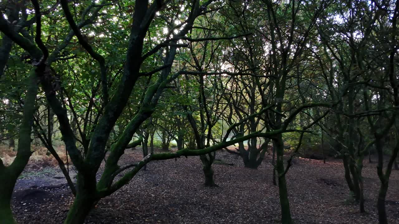 FPV drone flying in quiet autumn seasonal woodland forest exploring nature