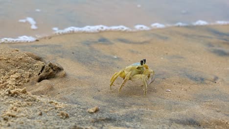 Nahaufnahme-In-Zeitlupe,-Die-Einer-Kleinen-Gelben-Strandkrabbe-Folgt,-Die-Aus-Ihrem-Versteck-Auf-Tropischem-Sand-Mit-Kleinen-Wellen-An-Die-Küste-In-Tibau-Do-Sul-Im-Bundesstaat-Rio-Grande-Do-Norte,-Brasilien,-Geht