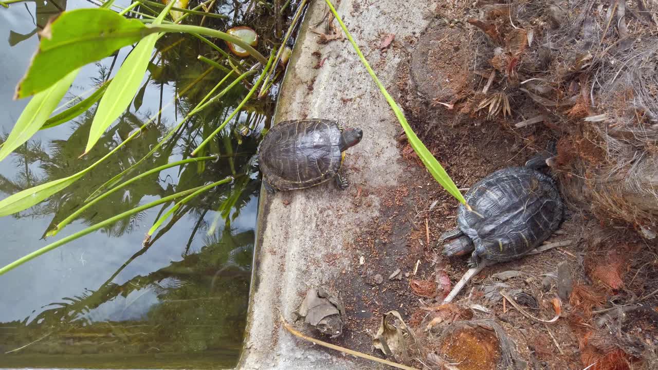 Two baby turtles sitting near a lake in daylight. Overhead shot