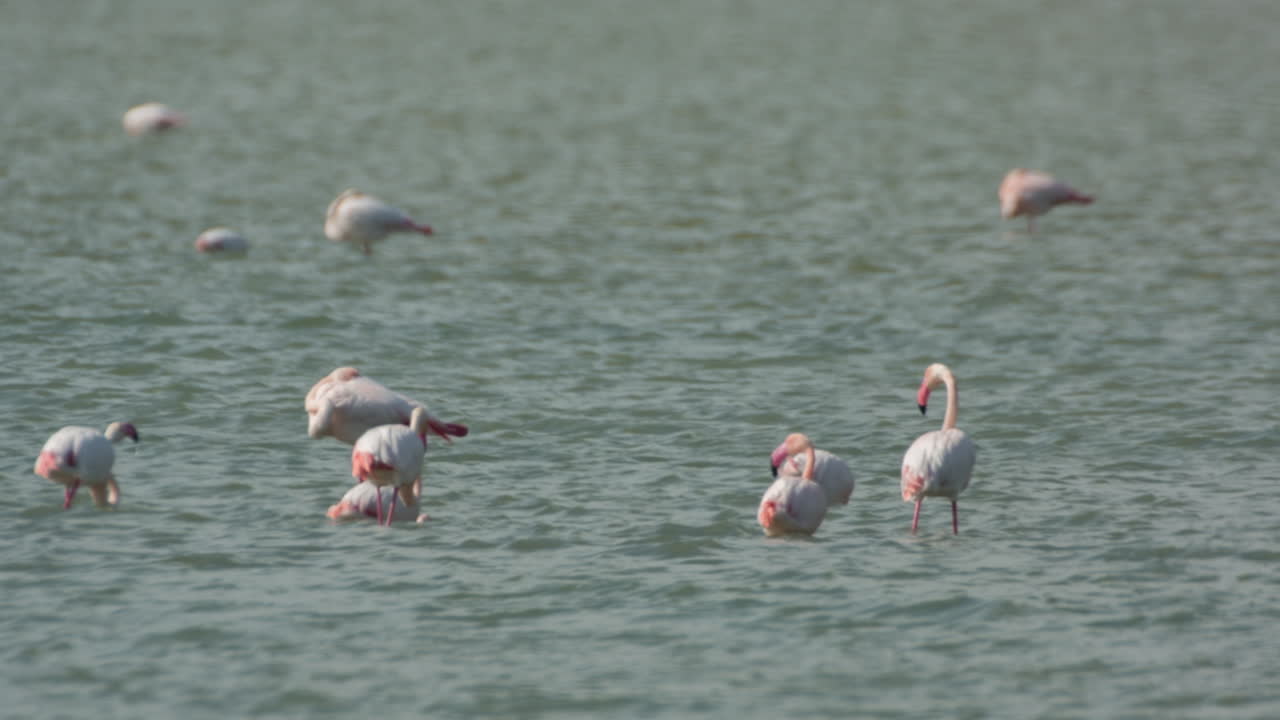 델타 플라밍고 06