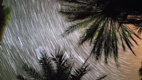 Palmeras-Startrails-0