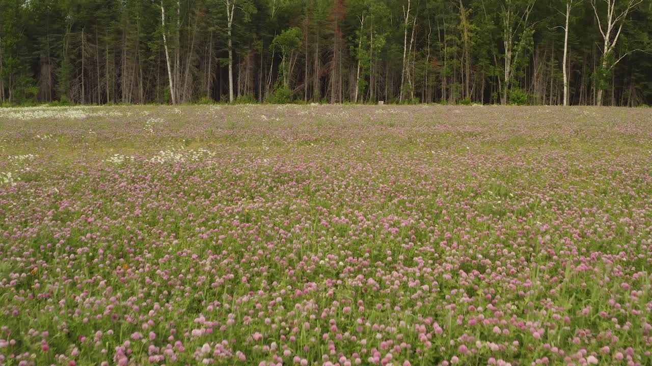 키 큰 나무와 경계를 이루는 들판에 보라색 야생화가 피어 있습니다.