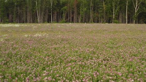 Lila-Wildblumen-Blühen-Auf-Dem-Feld,-Das-An-Hohe-Bäume-Grenzt