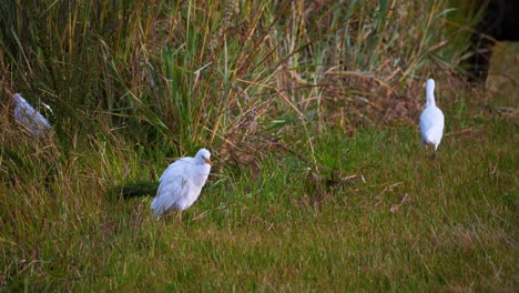 African-cattle-egrets-standing-and-wandering-in-grass