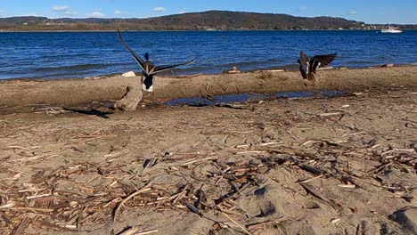 tracking first-person view of mallards flying off from lakeshore and landing over surface of lake water