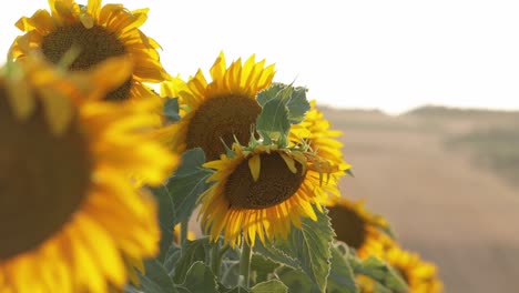 sunflowers in the field dancing on the soft blowing wind