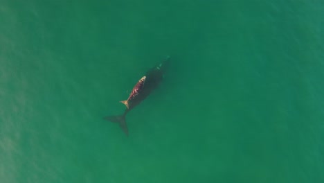 Aerial-view-of-Southern-Right-Whale-and-newborn-calf-in-False-Bay-at-Fish-Hoek,-South-Africa